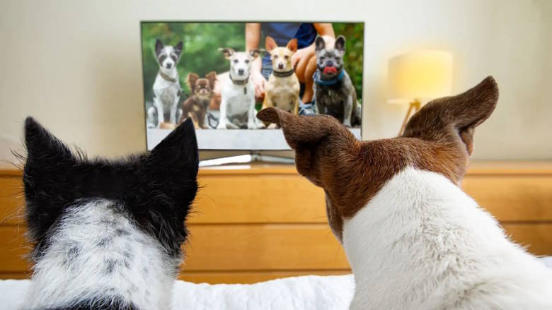 Tencent Video запускает Pet TV — телеканал для кошек и собак